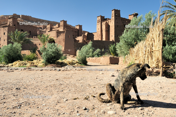 Morocco, Kasbah, Ait Ben Addou, photo by raffaele tuzio