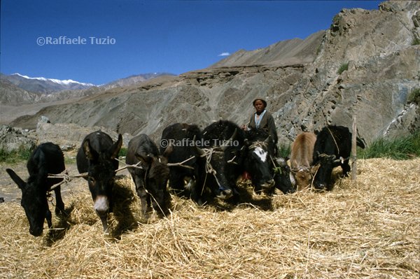 India_Ladakh7